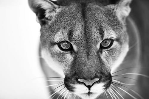 Panther black & white